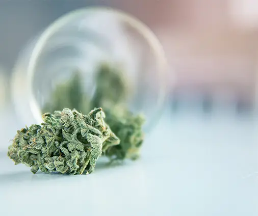 Bud2