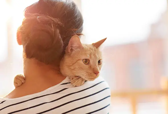 AnimalShelterDrive Adopt