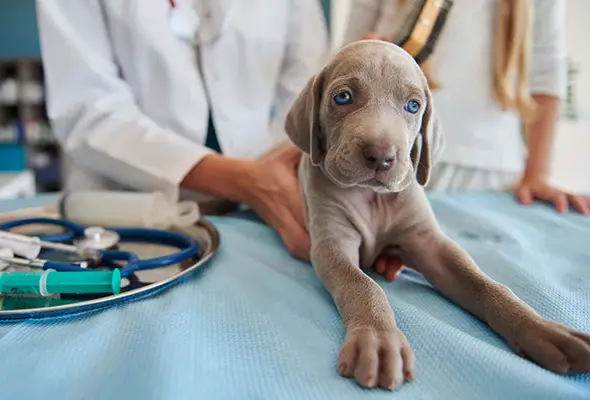 AnimalShelterDrive Donate