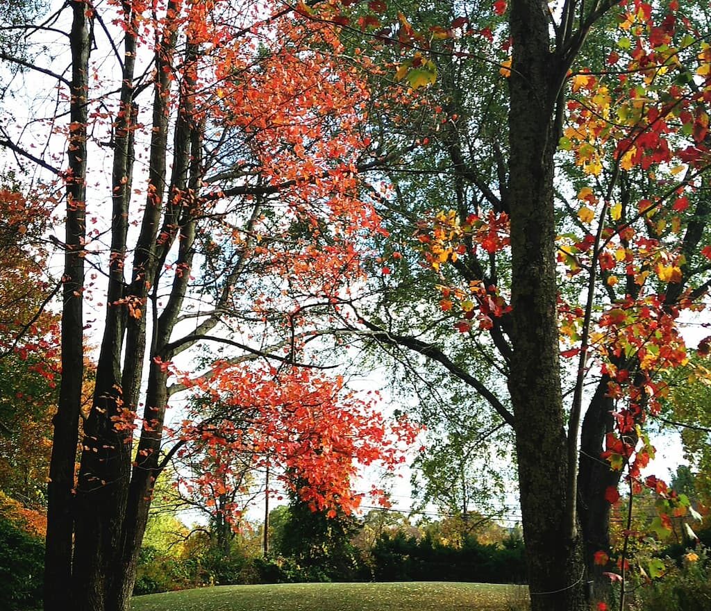 Thumbnail-For-Davidson Sanctuary Conservation Land-Oxford-MA-By-Perpetual Dispensaries