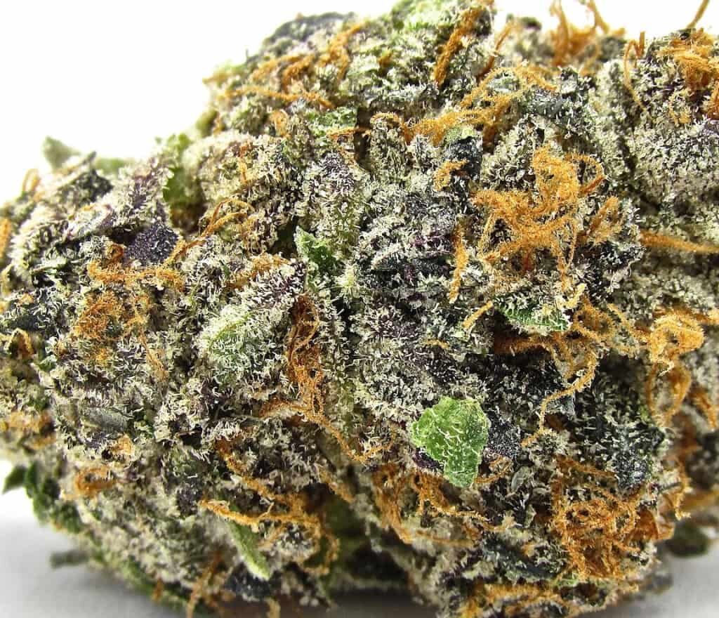 Thumbnail Picture of Lava Cake Strain Flavor Effects Relaxing Experience by Perpetual Dispensaries