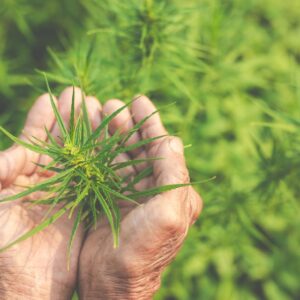 Thumbnail-For-Terpenes 101 The Science Behind the Scent-By-Perpetual Dispensaries