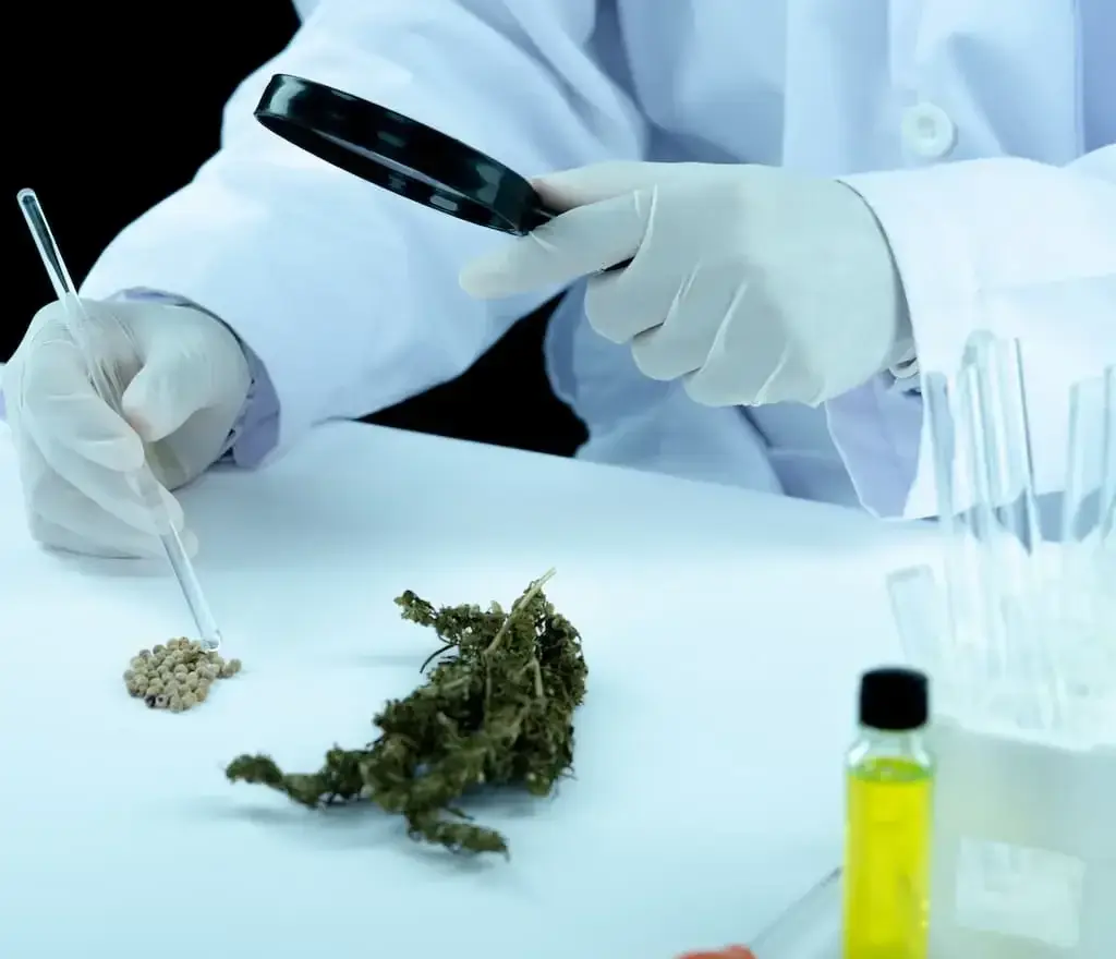 Thumbnail-For-Exploring the Potential of Minor Cannabinoids-By-Perpetual Dispensaries