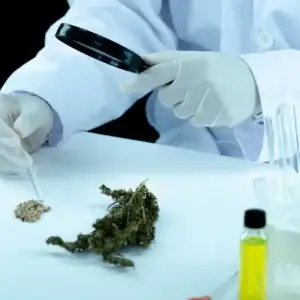 Thumbnail-For-Exploring the Potential of Minor Cannabinoids-By-Perpetual Dispensaries