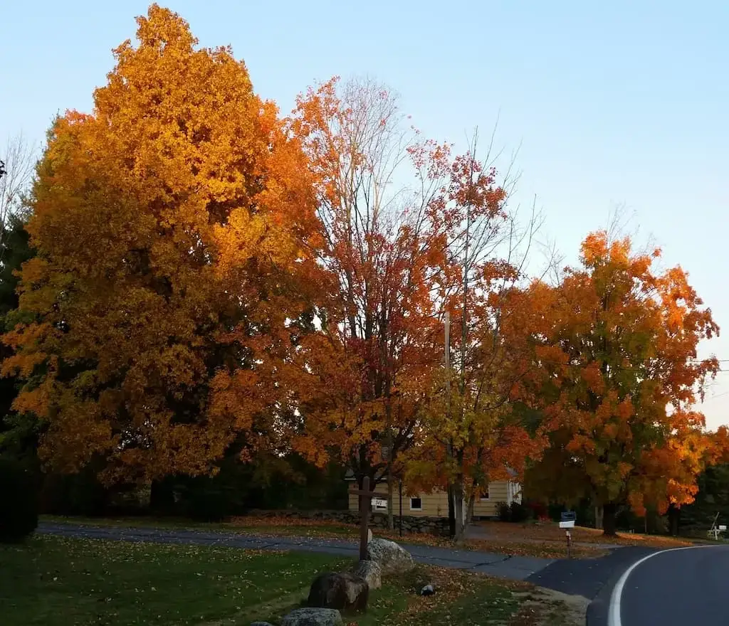 Thumbnail-For- Millbury, MA - By - Perpetual Dispensaries