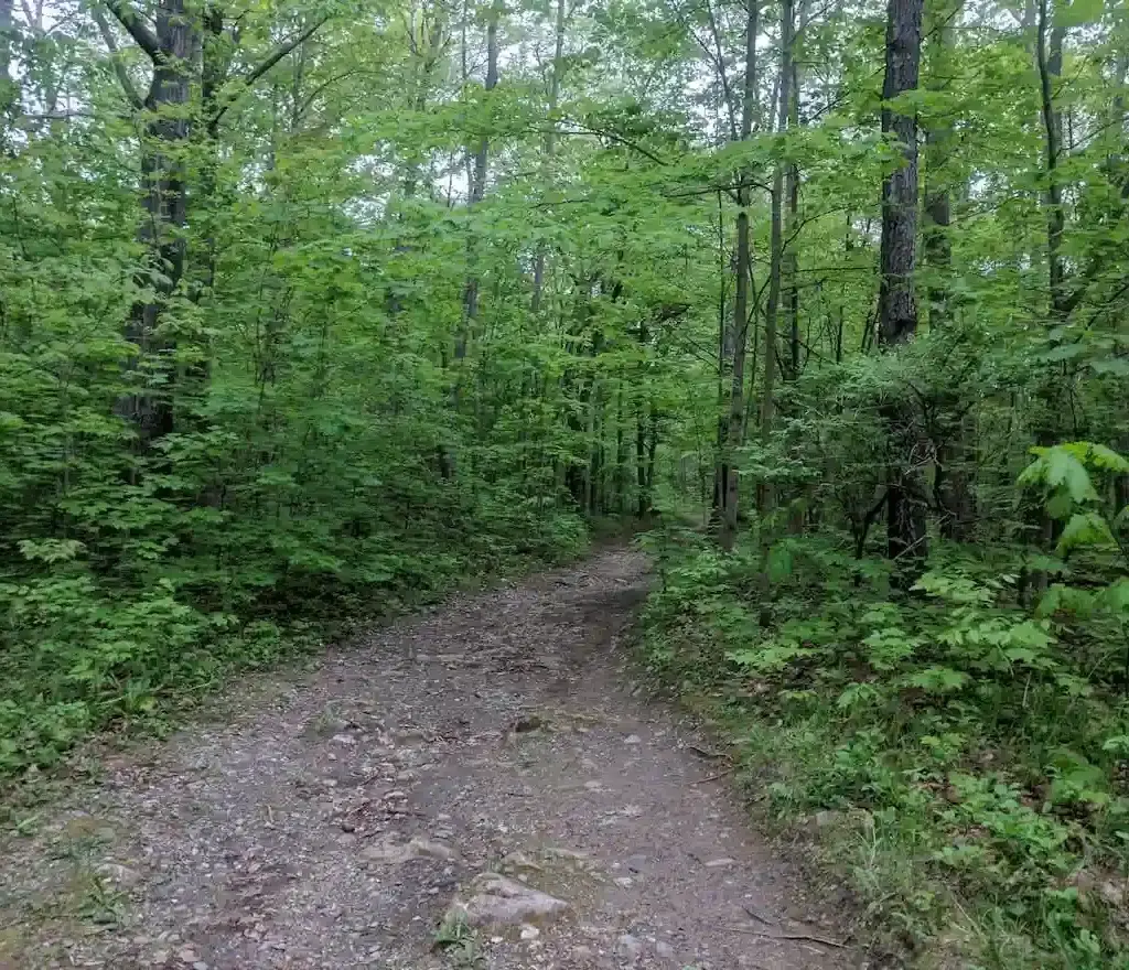 Thumbnail-For-Springside Park Pittsfield-By-Perpetual Dispensaries