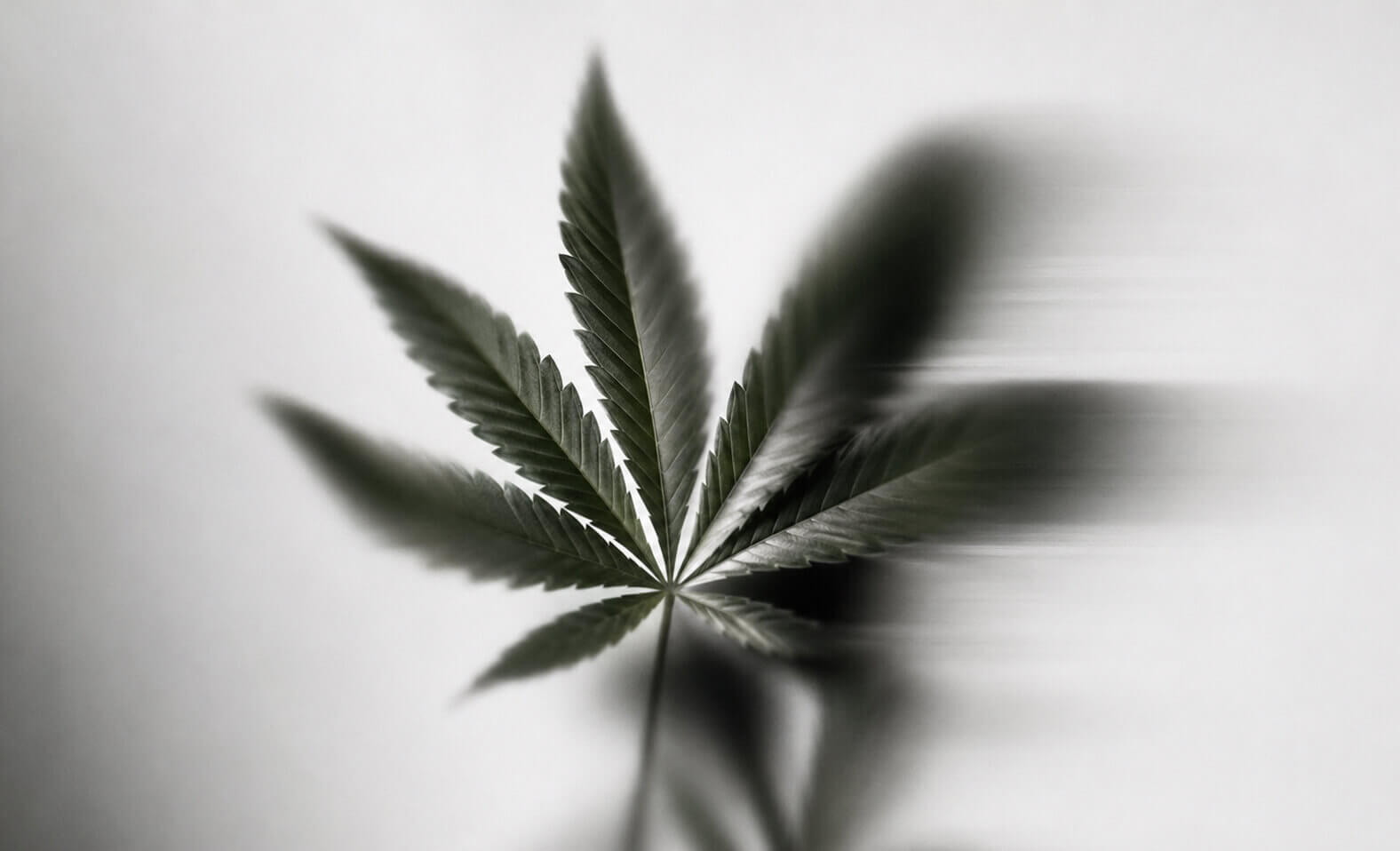 PERPETUAL | Cannabis Flower in Massachusetts